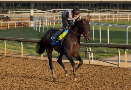 Goal Oriented trains at Churchill Downs for the Preakness Stakes