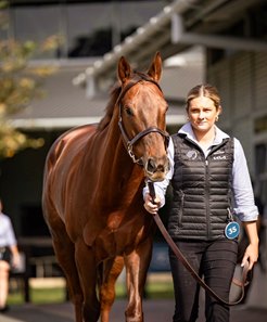Bella Nipotina consigned as Lot 35 in the Inglis Chairman's Sale