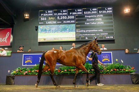 Multiple group 1 winner Zougotcha in the ring at the Magic Millions Gold Coast National Broodmare Sale