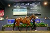 2025 Magic Millions Gold Coast National Broodmare Sale, Lot 503
Zougotcha