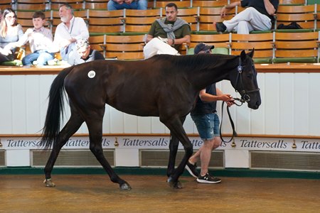 A filly by Calyx in the ring at the 2025 Guineas Breeze-up Sale