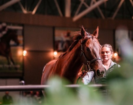 A horse at the 2025 Inglis Chairman's Sale
