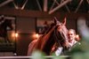 2025 Inglis Chairman's Sale