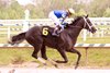 Lionel wins a maiden special weight giving jockey Jevian Toledo his third win on the card Sunday, May 4, 2025 at Laurel Park