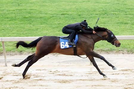 Explora, a graduate of the 2025 Fasig-Tipton Midlantic May Sale, breezes under tack