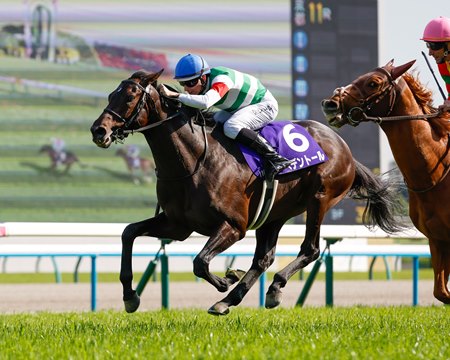 Redentor wins the Tenno Sho Spring at Kyoto Racecourse
