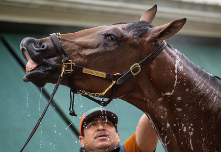 Preakness Stakes favorite Journalism gets a bath at Pimlico Race Course