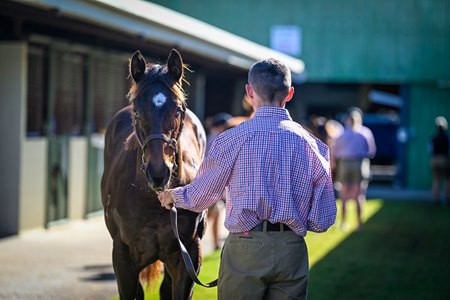 2025 Magic Millions National Weanling Sale