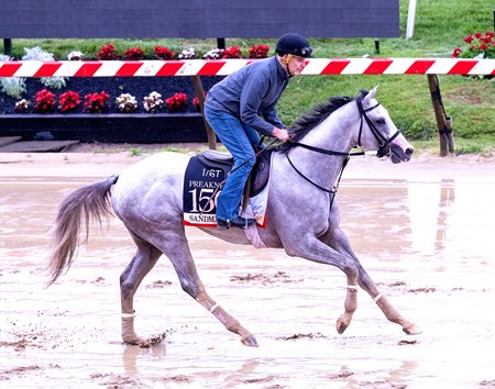Sandman trains for the Preakness Stakes at Pimlico Race Course