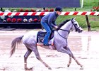 Sandman, Pimlico Race Course, May 14 2025