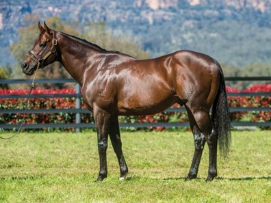 Zoustar at Widden Stud