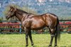 Zoustar
