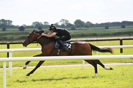 The Too Darn Hot colt consigned as Lot 222 breezes during the under tack show at the Tattersalls Ireland Breeze Up Sale