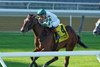 Love Cervere wins the 2025 Take The A Train Stakes at Aqueduct Racetrack
