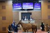 Hip 079, 2025 Fasig-Tipton 2 Year-Olds in Training Sale, Timonium, MD
