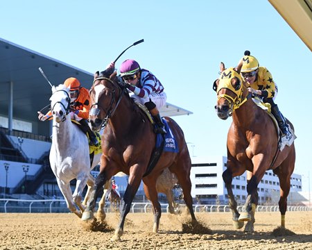 Whatchatalkinabout, between horses, prevails in the John A. Nerud Stakes at Aqueduct Racetrack