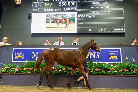The Snitzel filly cataloged as Lot 279 in the ring