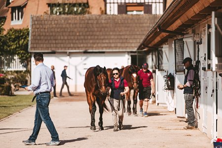 Buyers and horses on the grounds at the Arqana Breeze Up Sale