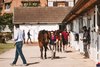 2025 Arqana Breeze Up Sale, Inspections
Arqana, Deauville, 09/05/2025, photo: Zuzanna Lupa