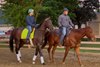 Assistant trainer Kenny McCarthy leads Sovereignty to the Churchill Downs track for his first training session since winning the 2025 Kentucky Derby