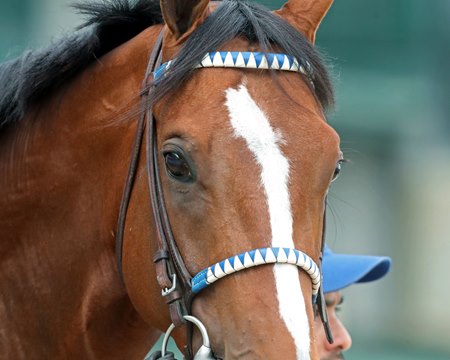 Mystik Dan will have another grade 1 win in his sights when he starts in the Stephen Foster Stakes at Churchill Downs