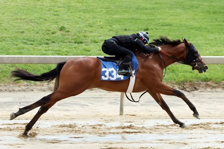 The Into Mischief colt consigned as Hip 334 works an eighth-mile during the under tack show at the Fasig-Tipton Midlantic May Sale