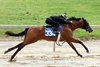 Hip 334 works 1/8 in 10:1, 2025 Fasig-Tipton 2 Year-Olds in Training Sale, Timonium, MD