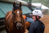 Journalism with his exercise rider gets a bath at Pimlico Race Course Thursday May 15, 2025 in Baltimore, MD..   Photo by Skip Dickstein