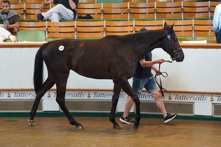 The Calyx filly consigned as Lot 250 in the ring at the Tattersalls Guineas Breeze Up Sale
