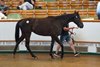 Lot 250 Calyx (GB) / Lamsa (IRE) B.F. (IRE) Albany Stud, IrelandMiddleham Park Racing155,000 Tattersalls Guineas Breeze Up Sale 01/05/2025