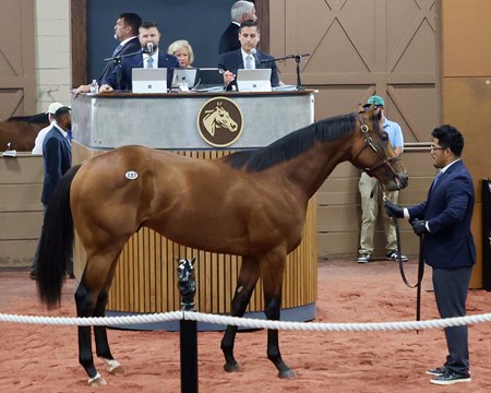 The Uncle Mo colt consigned as Hip 137 in the ring at the Fasig-Tipton Midlantic Sale