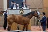 Hip 137, 2025 Fasig-Tipton 2-Year-Olds in Training Sale