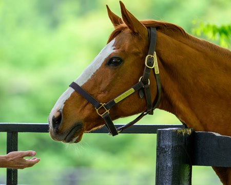 Rags to Riches at Ashford Stud in Kentucky