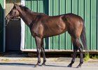 Regaled, 2025 Inglis Digital USA May Sale