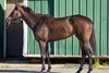 Regaled, 2025 Inglis Digital USA May Sale