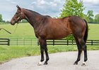 Ifurhappynuknowit, Hip 30, 2025 Fasig-Tipton May Digital Sale