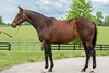Ifurhappynuknowit, Hip 30, 2025 Fasig-Tipton May Digital Sale
