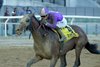 Hill Road wins the 2025 Peter Pan Stakes at Aqueduct Racetrack