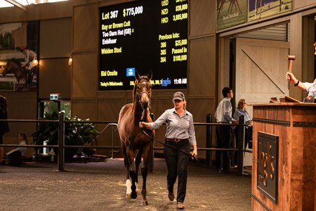 The Too Darn Hot colt consigned as Lot 367 in the ring at the Inglis Australian Weanling Sale