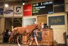 2025 Inglis Chairman&#39;s Sale, Lot 35
Bella Nipotina (Pride of Dubai - Bella Orfana)