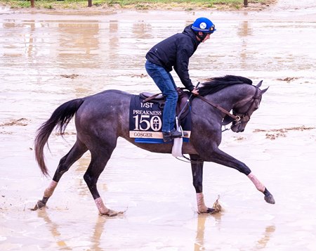 Gosger trains May 14 for the Preakness Stakes at Pimlico Race Course