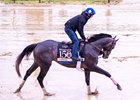 Gosger, Pimlico Race Course, May 14 2025