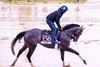 Gosger, Pimlico Race Course, May 14 2025