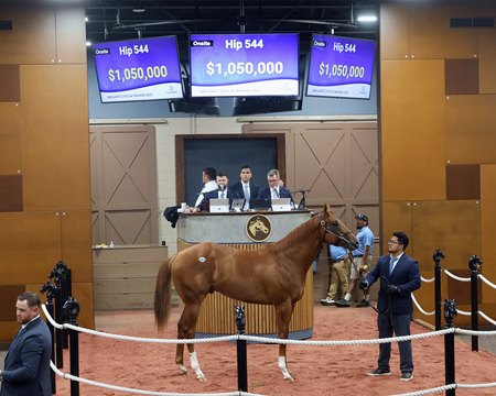 The Violence colt consigned as Hip 544 in the ring at the F-T Midlantic Sale