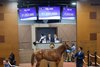 Hip 544, 2025 Fasig-Tipton 2 Year-Olds in Training Sale, Timonium, MD