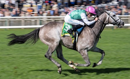Field of Gold (IRE) - Horse Profile - BloodHorse