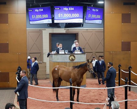 The Into Mischief colt consigned as Hip 334 in the ring at the F-T Midlantic Sale