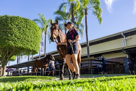 2025 Magic Millions Gold Coast National Broodmare Sale