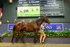2025 Magic Millions Gold Coast National Broodmare Sale, Lot 948
Call Di
