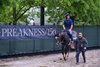 Gosger returns to the barn at Pimlico Race Course Thursday May 15, 2025 in Baltimore, MD..   Photo by Skip Dickstein